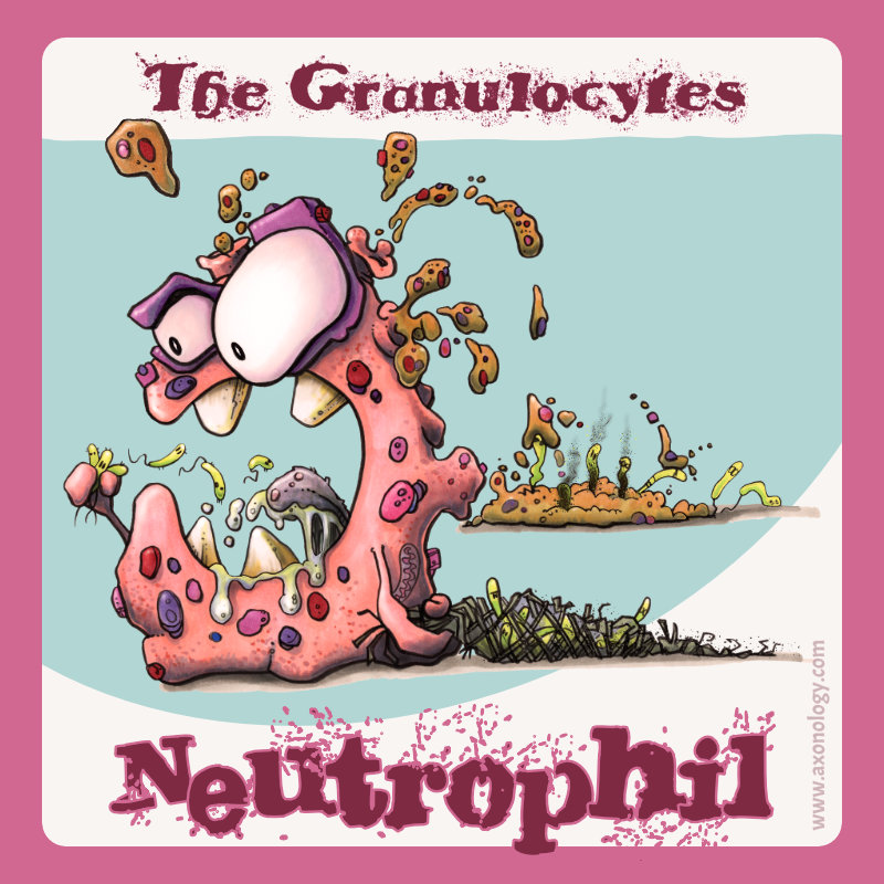 Neutrophil