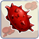 Acanthocyte