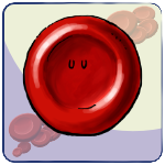 Erythrocyte