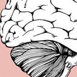 Brain